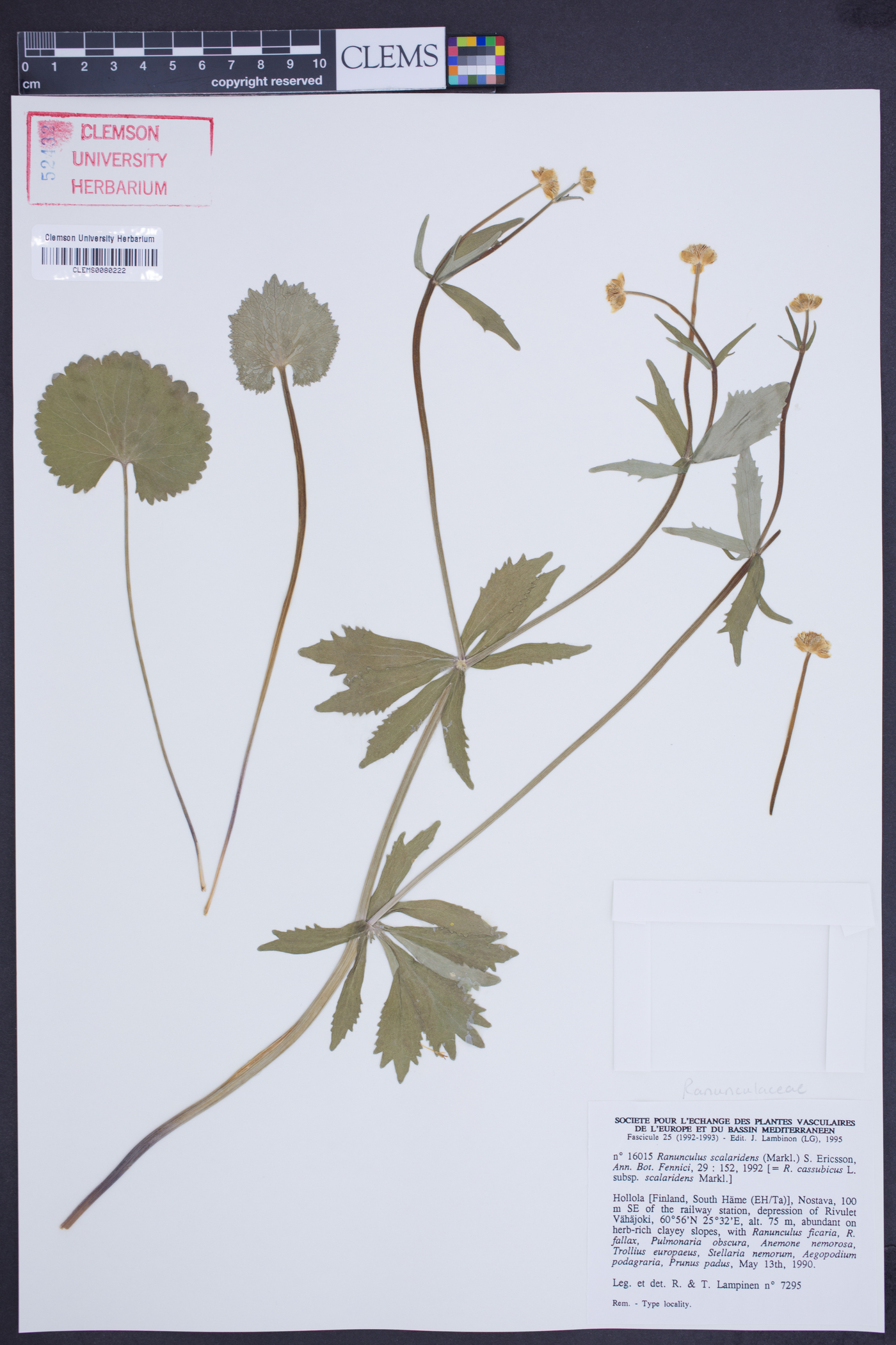 Ranunculus scalaridens image