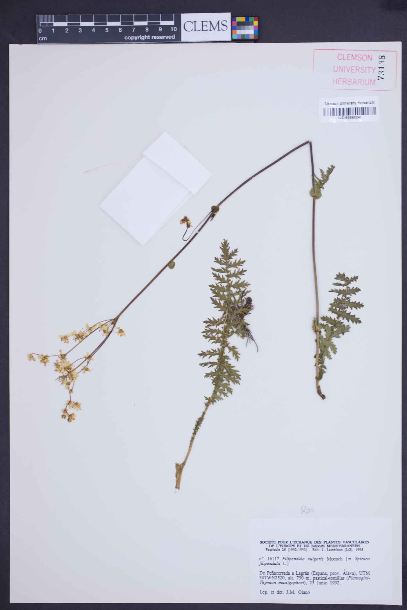 Filipendula vulgaris image