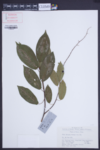 Prunus obtusata image