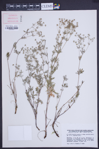 Potentilla argentea image