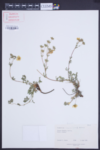 Potentilla tabernaemontani image