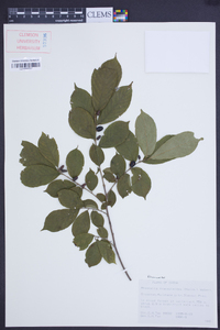 Rhamnella franguloides image