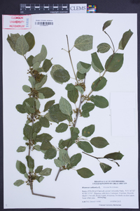 Rhamnus cathartica image