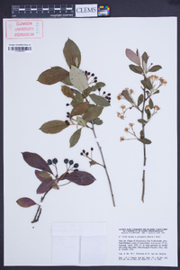 Aronia × prunifolia image