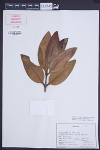 Paragenipa lancifolia image