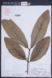 Media resource of Paragenipa lancifolia