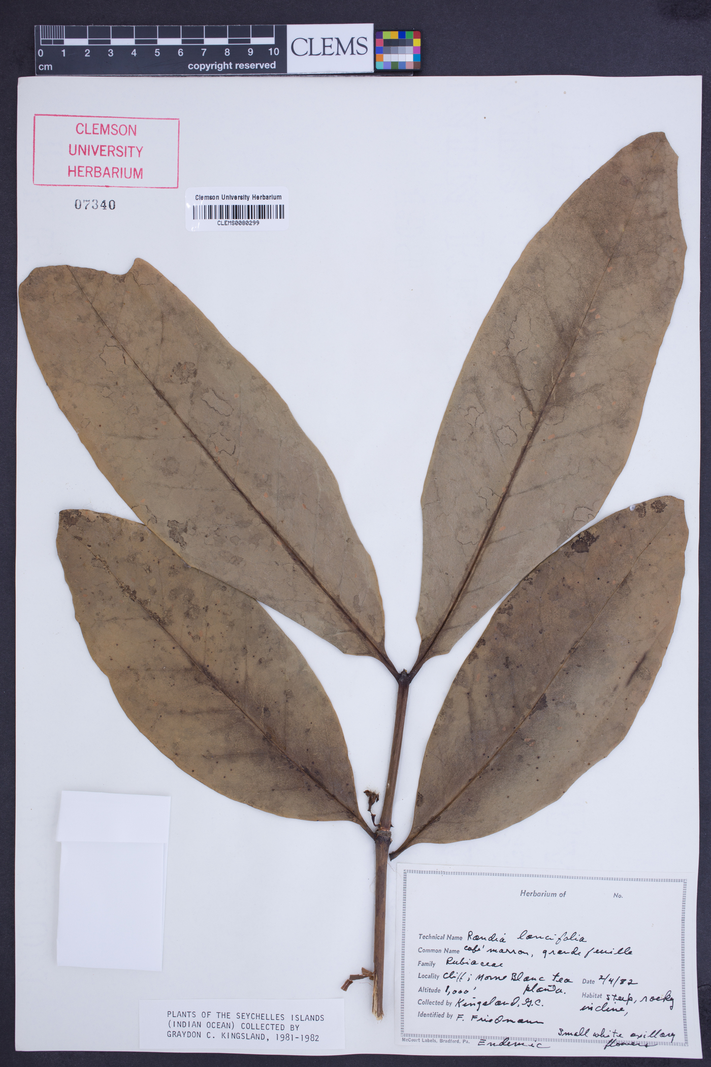 Paragenipa lancifolia image