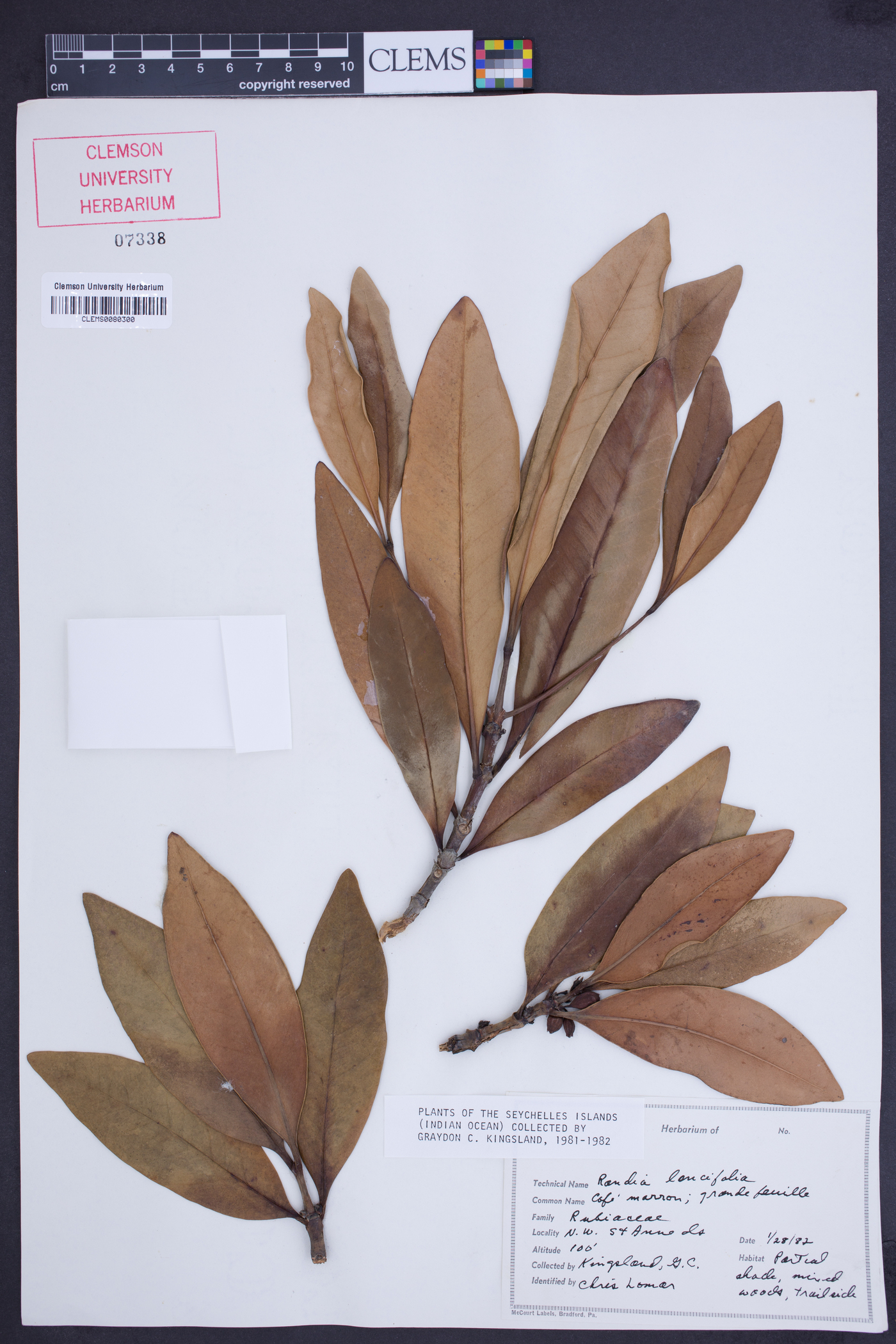 Paragenipa lancifolia image