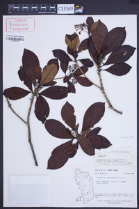 Rondeletia parviflora image