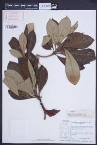 Rondeletia parviflora image