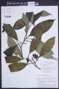 Rudgea citrifolia image