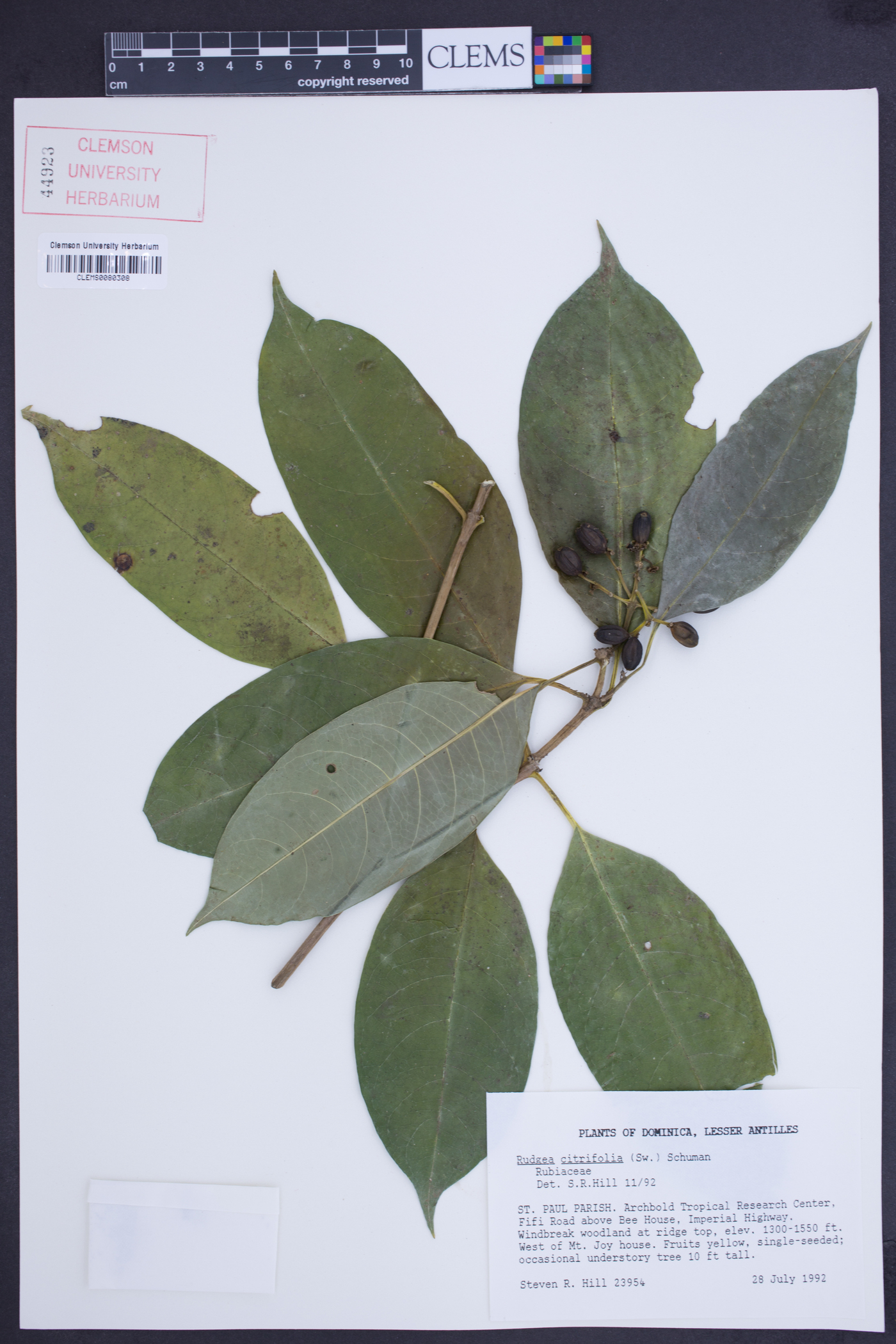 Rudgea citrifolia image