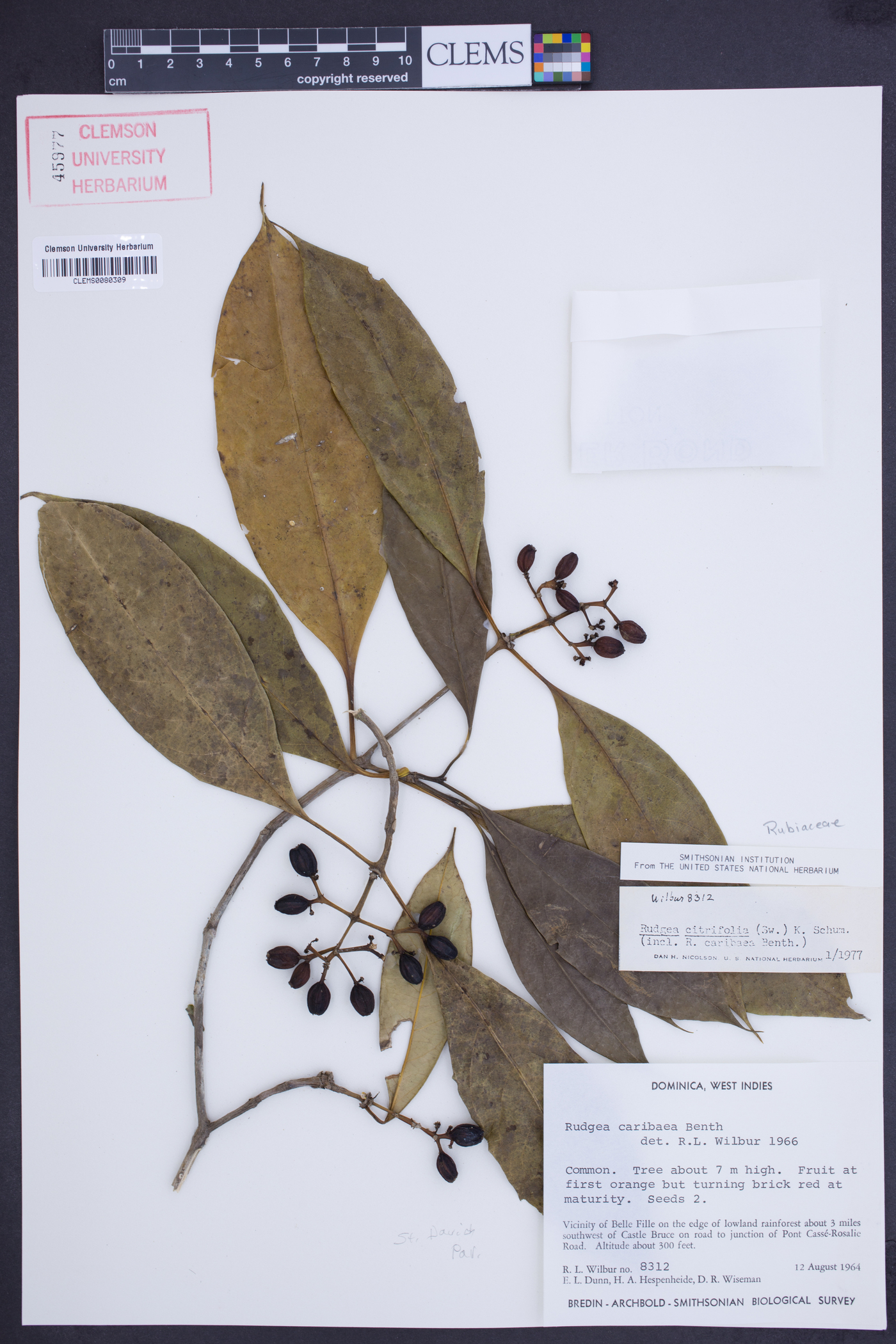 Rudgea citrifolia image
