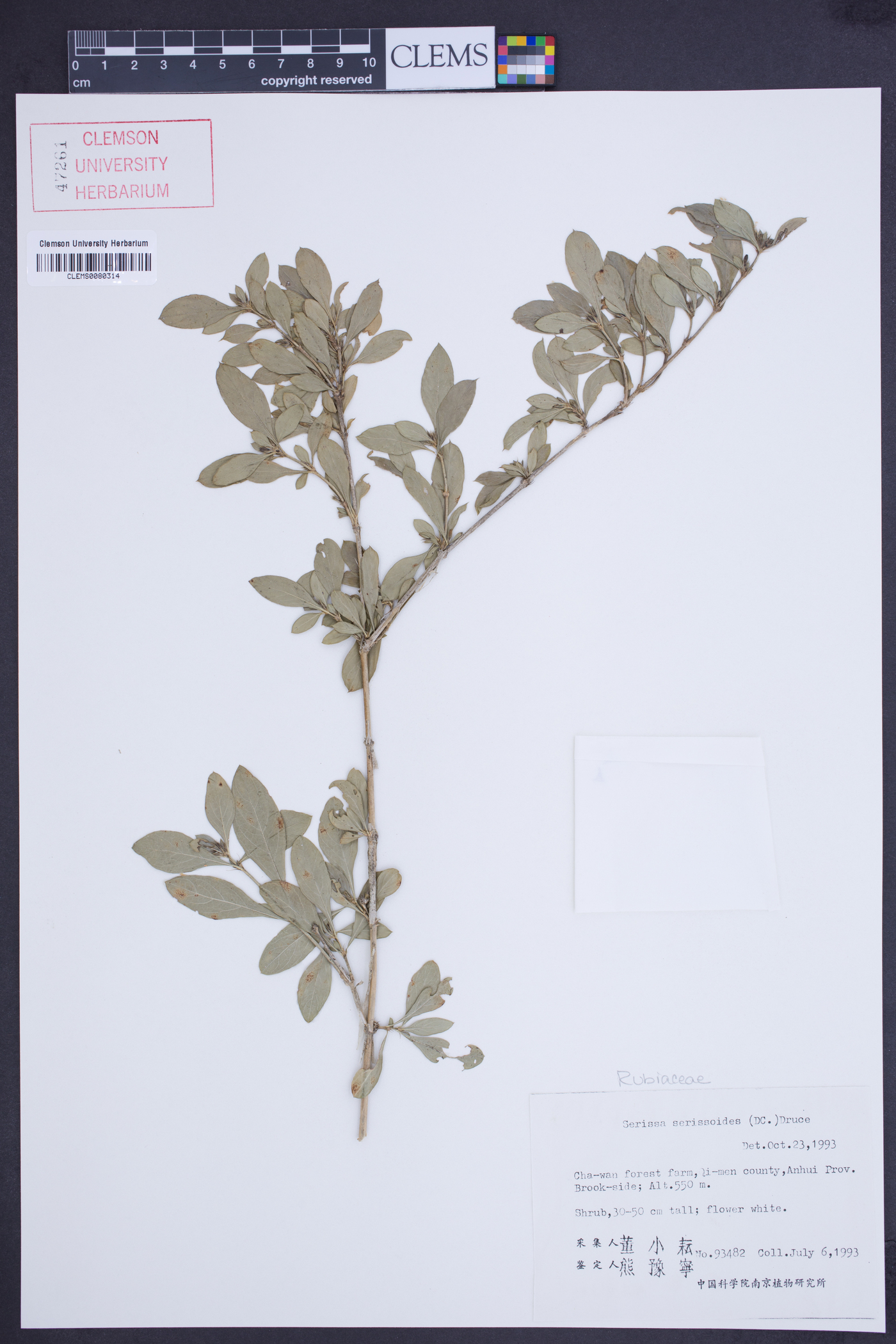 Serissa japonica image