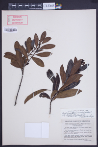 Media resource of Suberanthus neriifolius