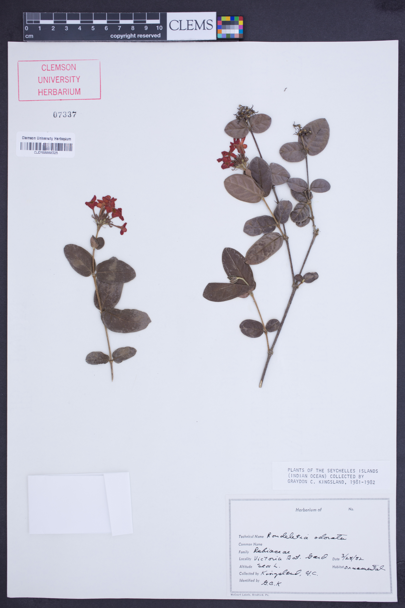 Rondeletia odorata image