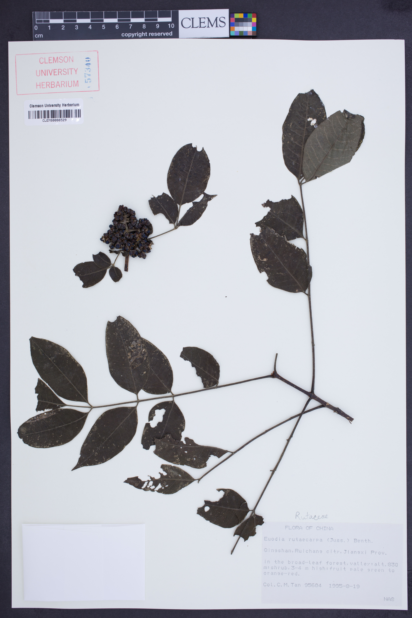 Tetradium ruticarpum image