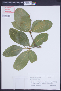 Pilocarpus racemosus image