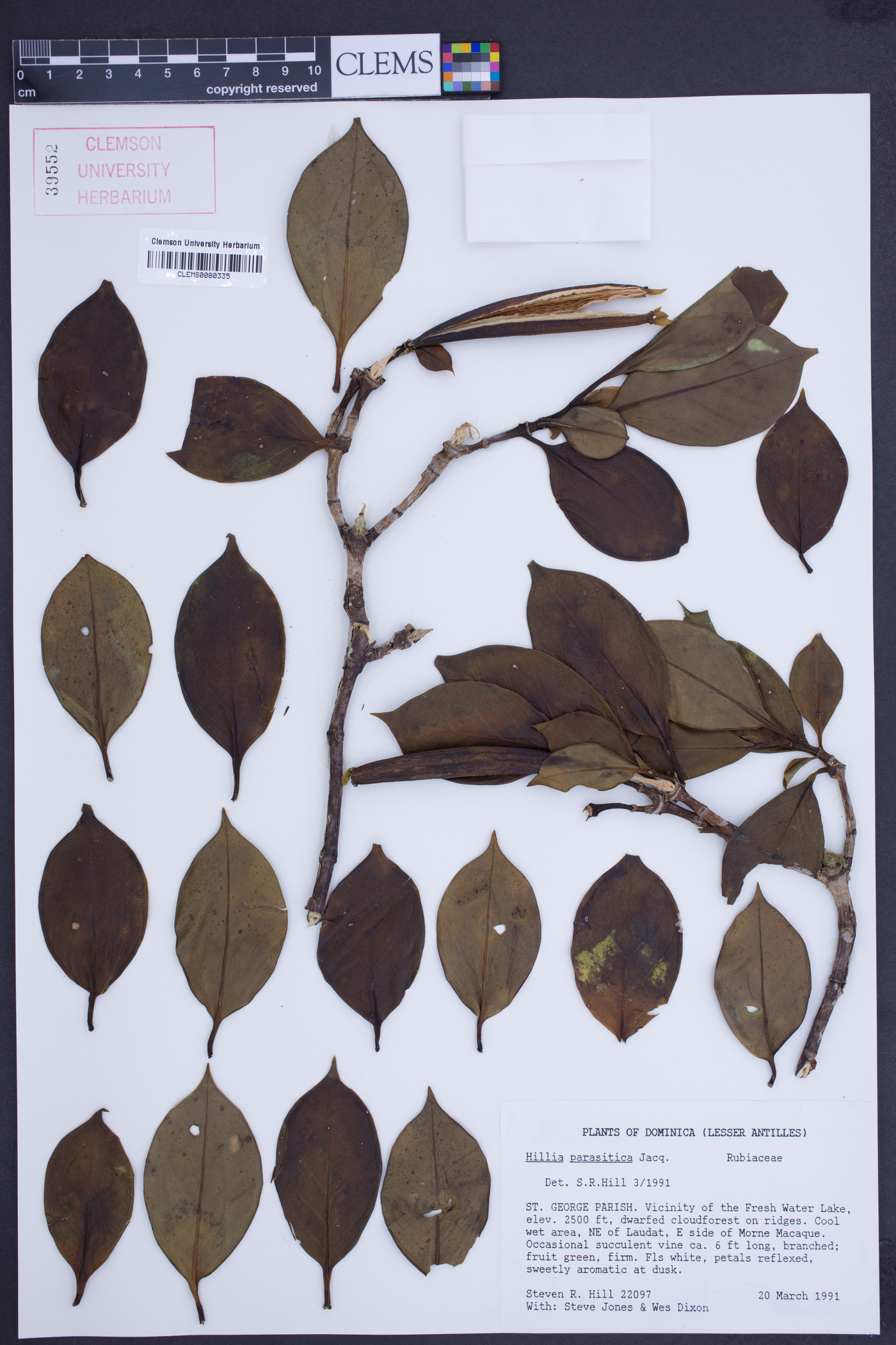 Hillia parasitica image