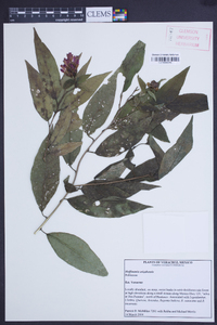 Hoffmannia orizabensis image