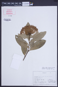 Ixora finlaysoniana image