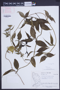 Manettia dominicensis image