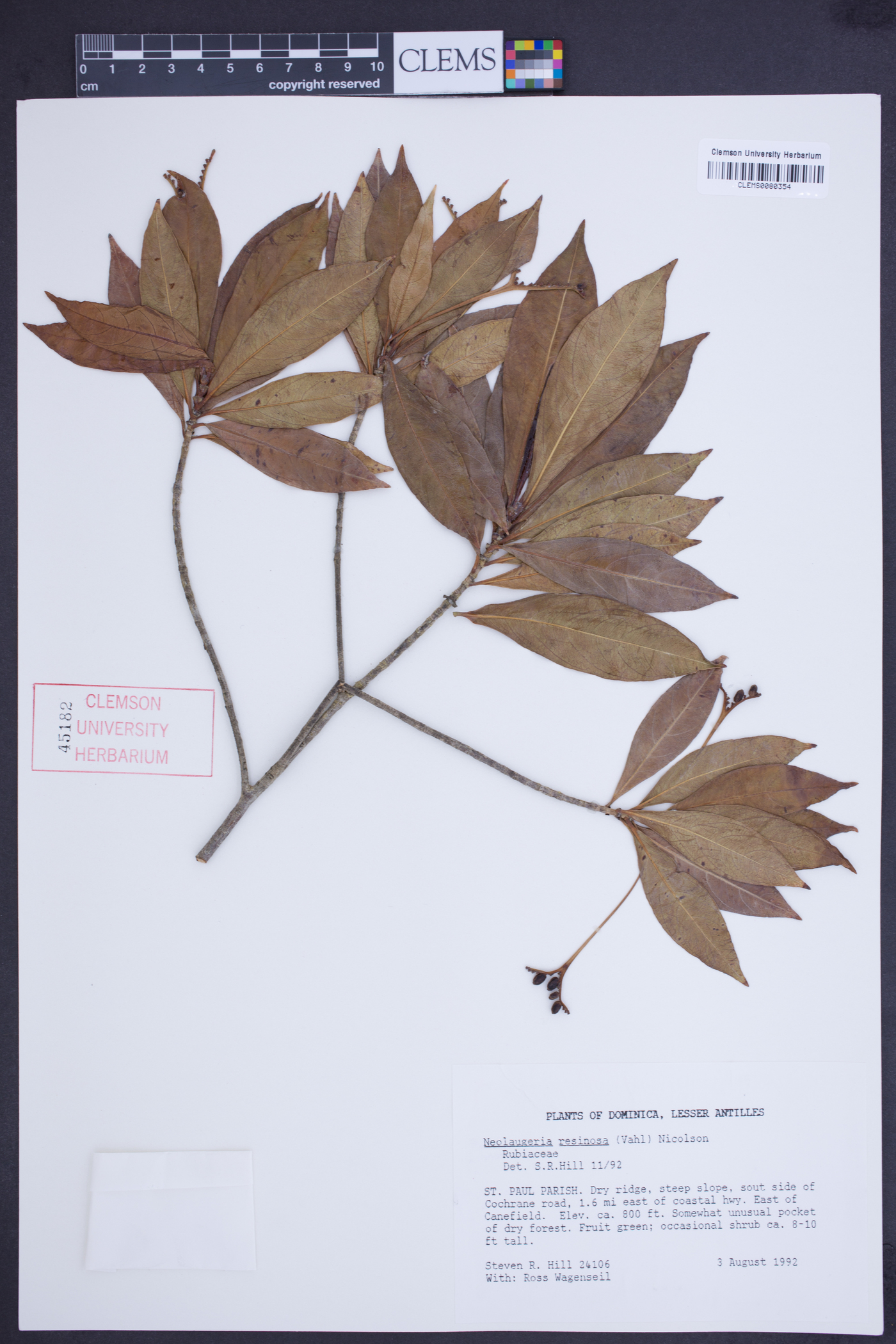 Neolaugeria resinosa image