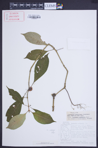 Psychotria aubletiana image