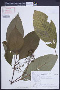 Psychotria berteriana image