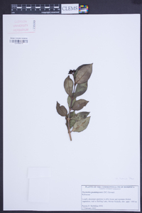 Psychotria guadalupensis image