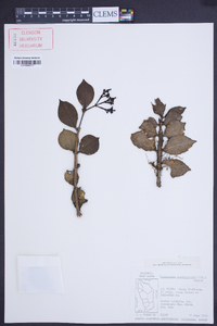 Psychotria guadalupensis image