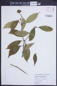 Psychotria urbaniana image