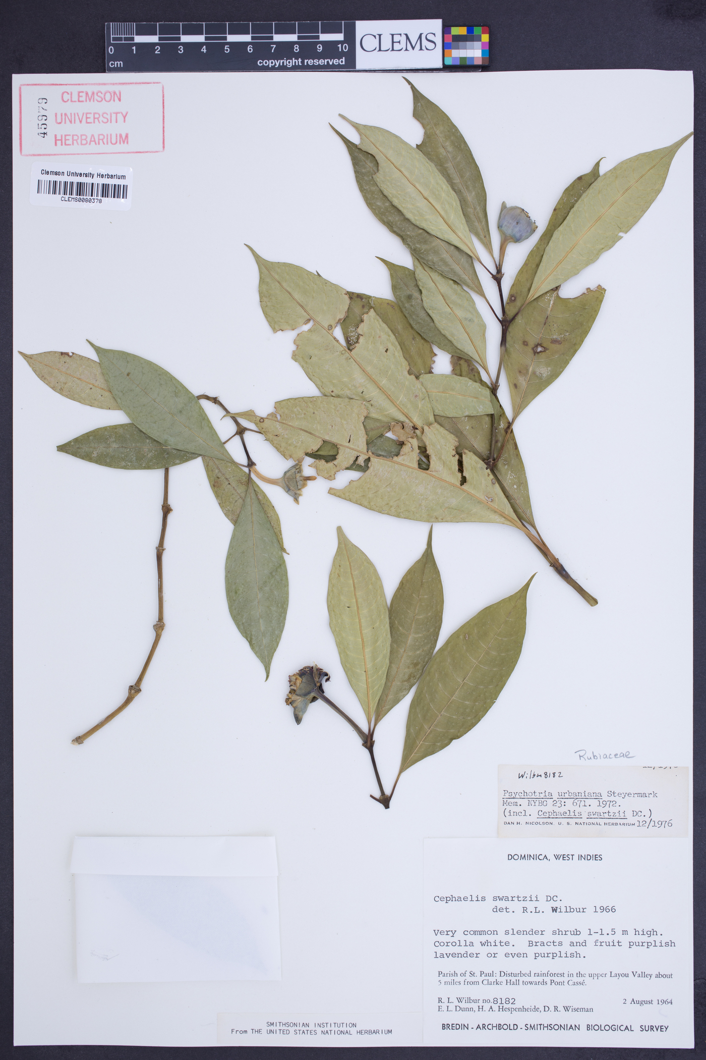 Psychotria urbaniana image