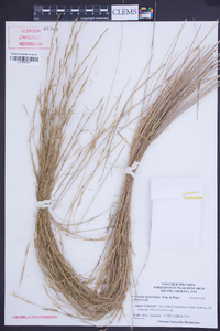 Aristida beyrichiana image