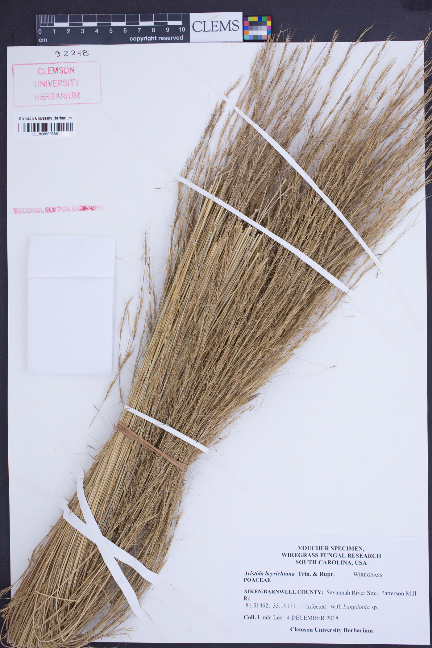 Aristida beyrichiana image