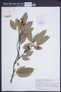 Prunus pensylvanica image