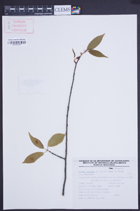 Prunus serotina subsp. capuli image