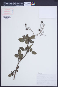 Rosa multiflora image