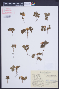 Rubus arcticus image