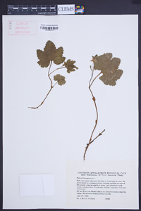 Rubus chamaemorus image