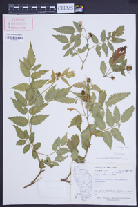 Rubus rosifolius image