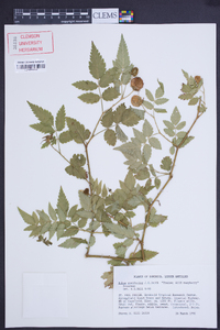 Rubus rosifolius image