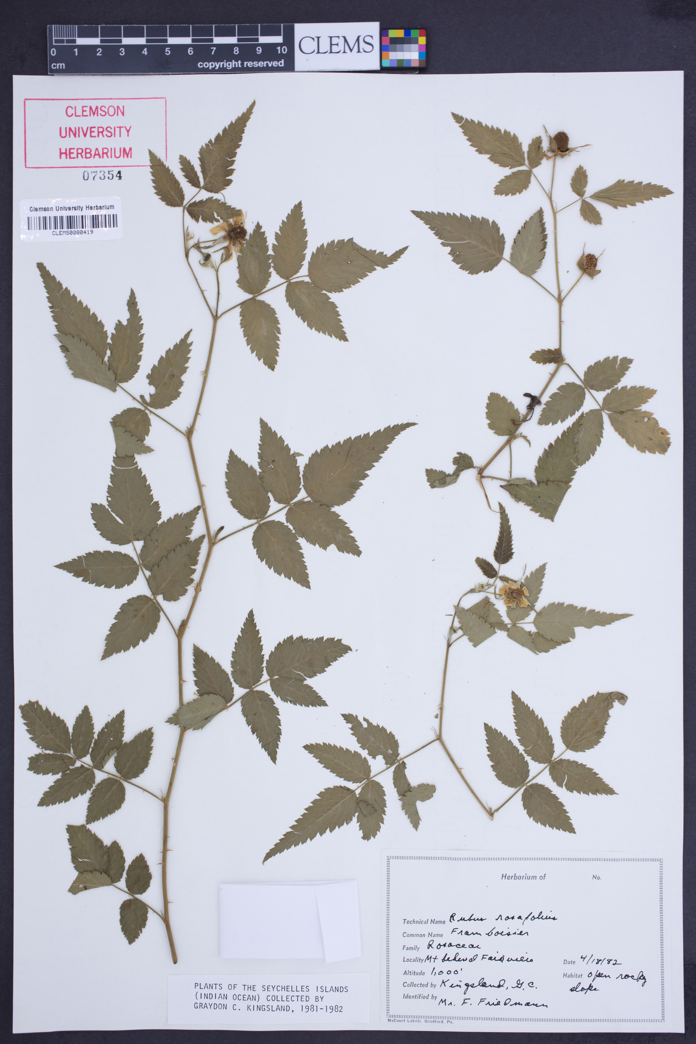 Rubus rosifolius image