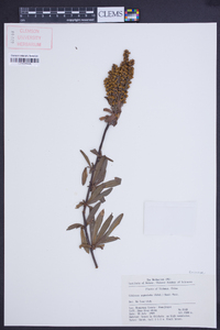 Sibiraea angustata image