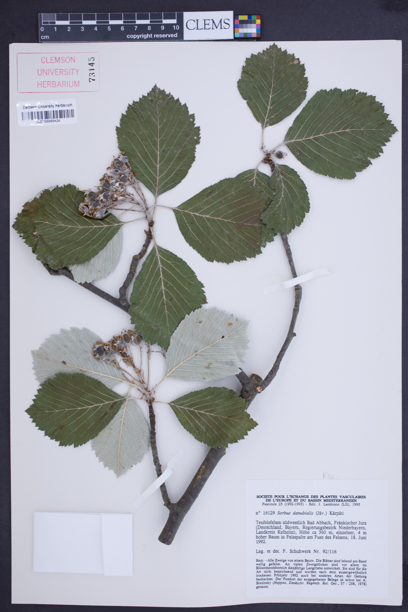 Aria danubialis image