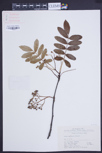 Sorbus hupehensis image