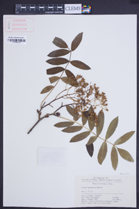 Sorbus hupehensis image