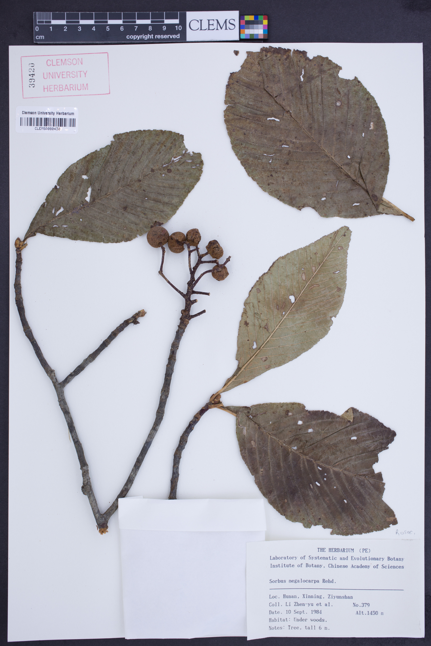 Sorbus megalocarpa image