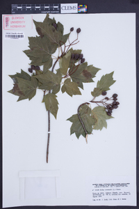 Sorbus torminalis image