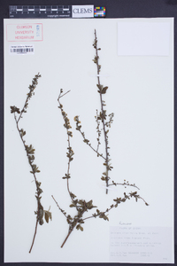 Spiraea prunifolia image